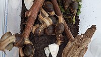 Achatschnecken im neuen Terrarium